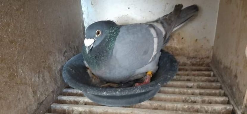  - Nu îmi aparțin 7