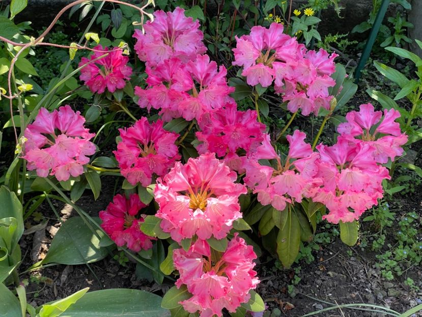  - 002 Grădina 2024 1