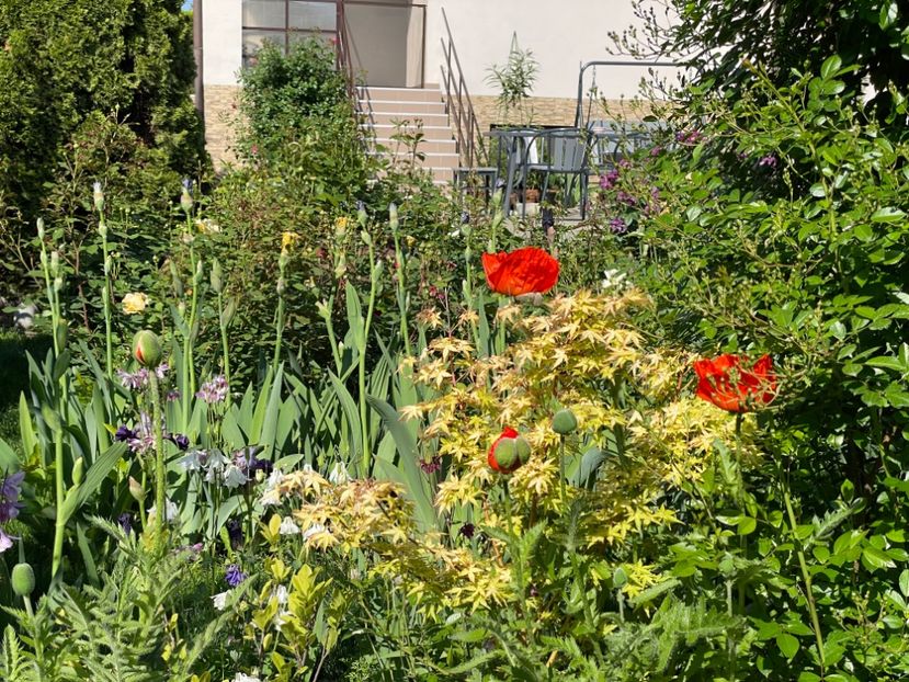  - 002 Grădina 2024 1