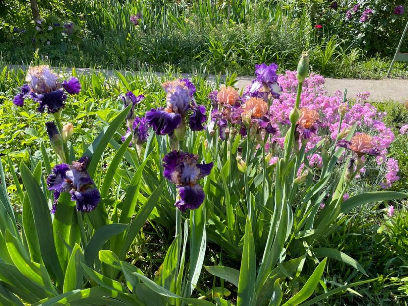  - 002 Grădina 2024 1