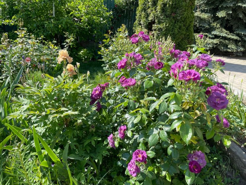  - 002 Grădina 2024 1