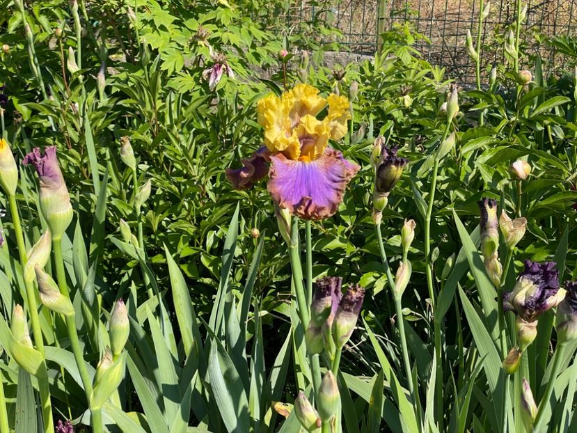  - 002 Grădina 2024 1