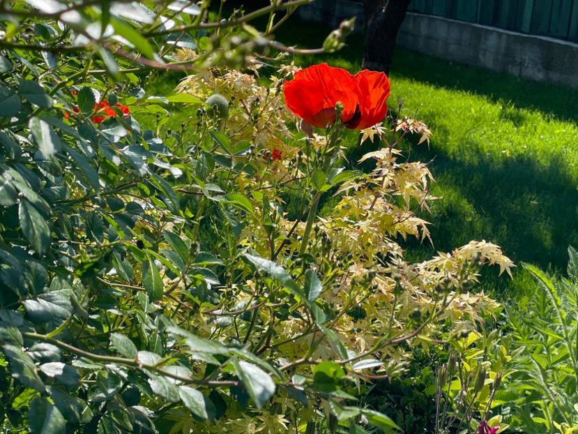  - 002 Grădina 2024 1