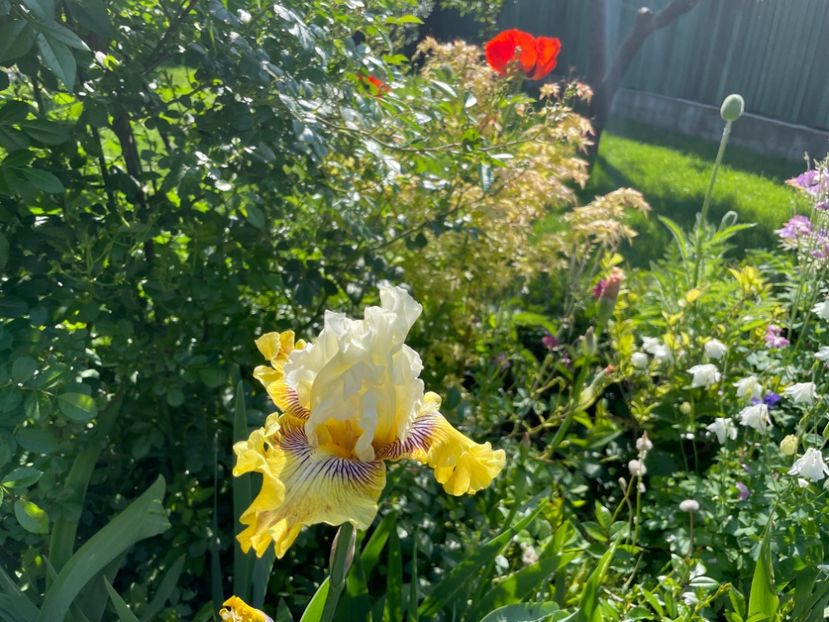  - 002 Grădina 2024 1