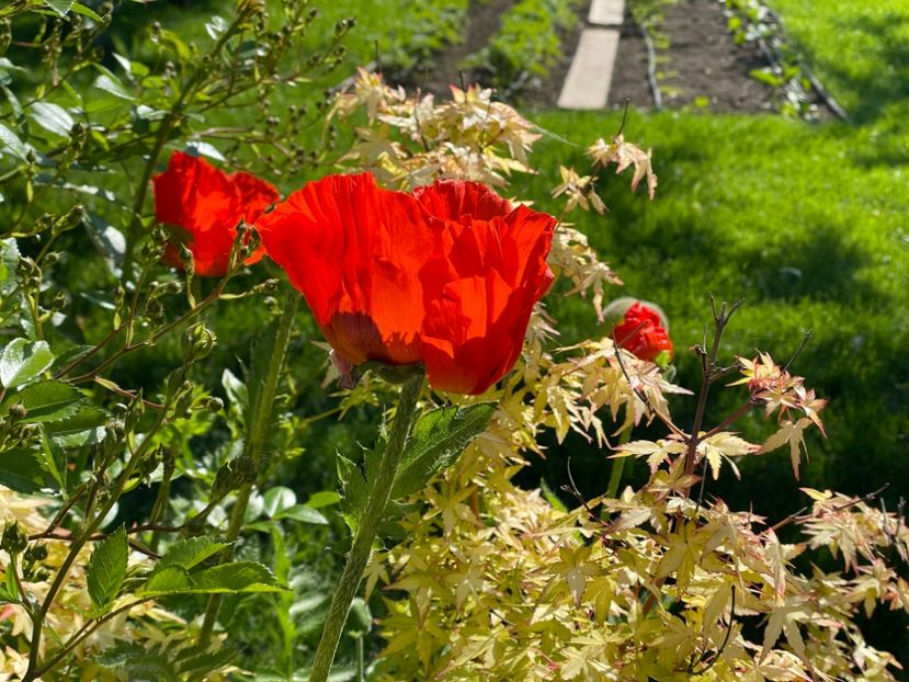  - 002 Grădina 2024 1