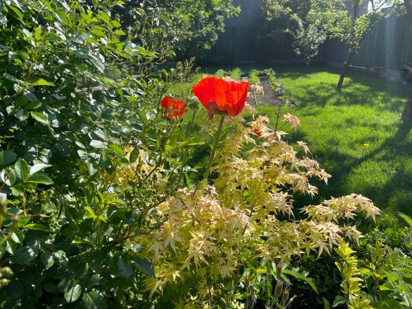  - 002 Grădina 2024 1