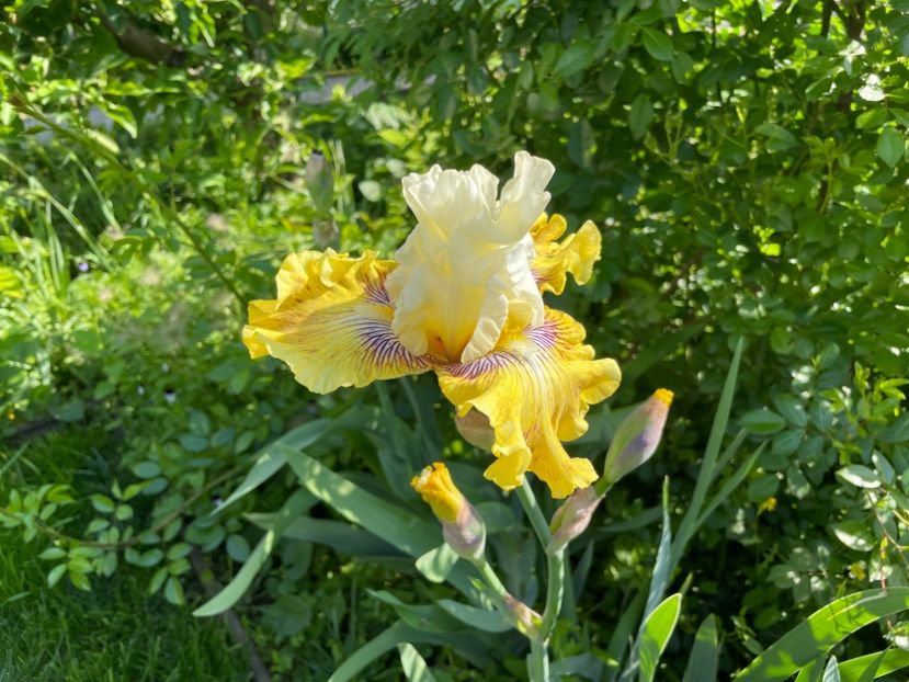  - 002 Grădina 2024 1