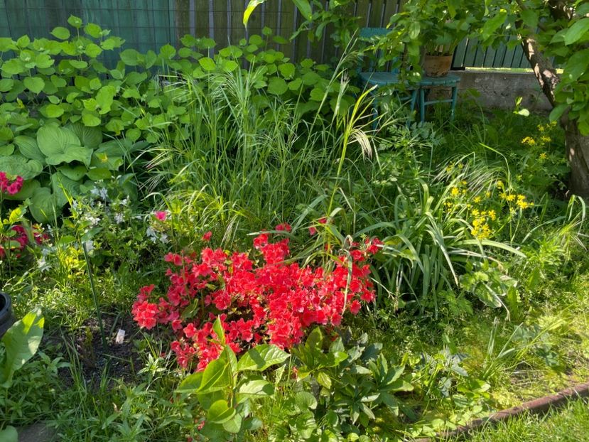  - 002 Grădina 2024 1