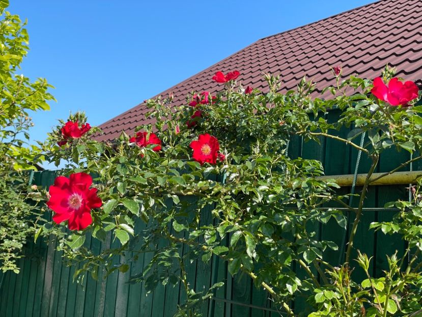  - 001 Trandafiri 2024