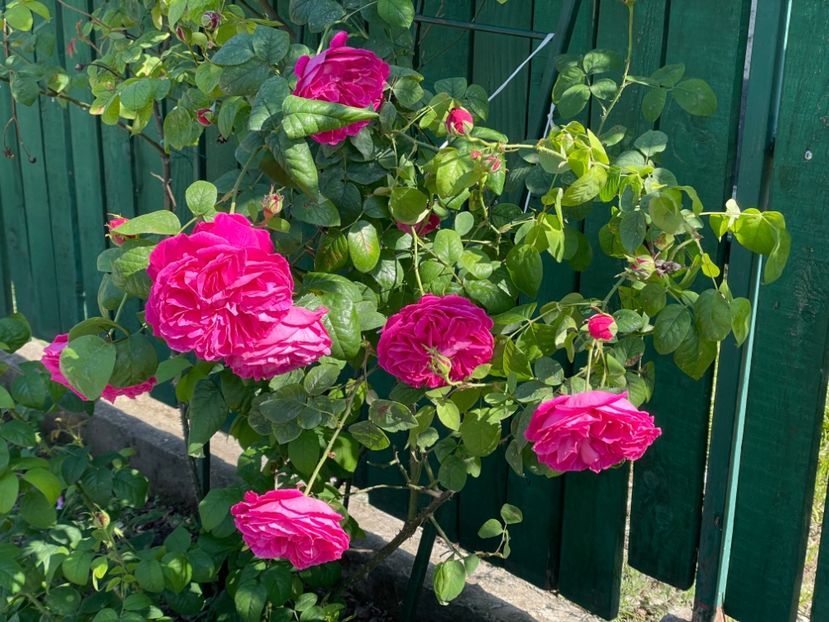  - 001 Trandafiri 2024