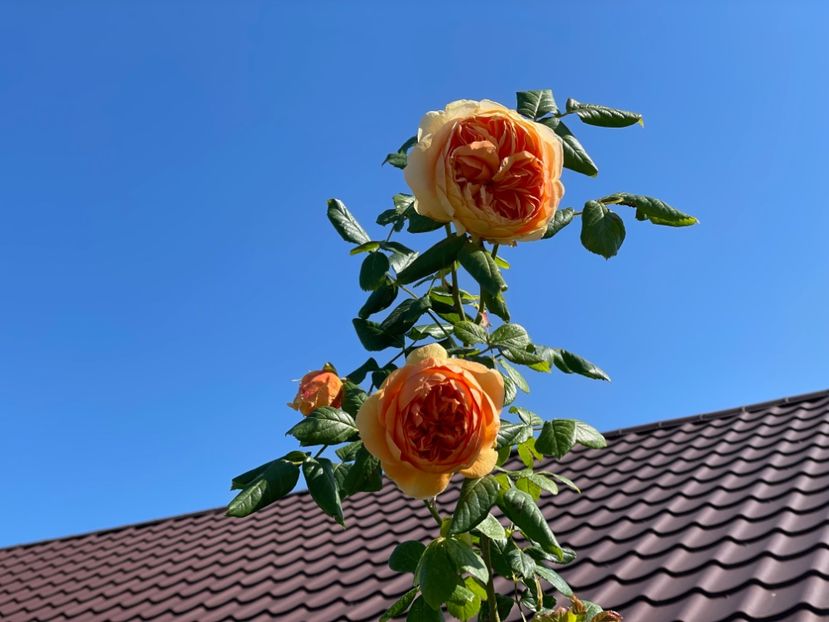  - 001 Trandafiri 2024