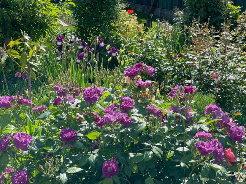  - 001 Trandafiri 2024