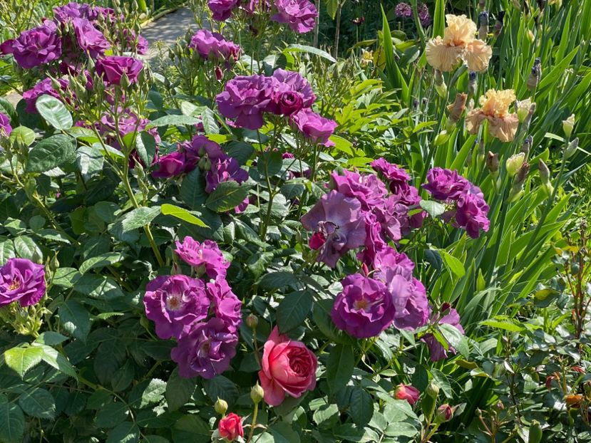  - 001 Trandafiri 2024