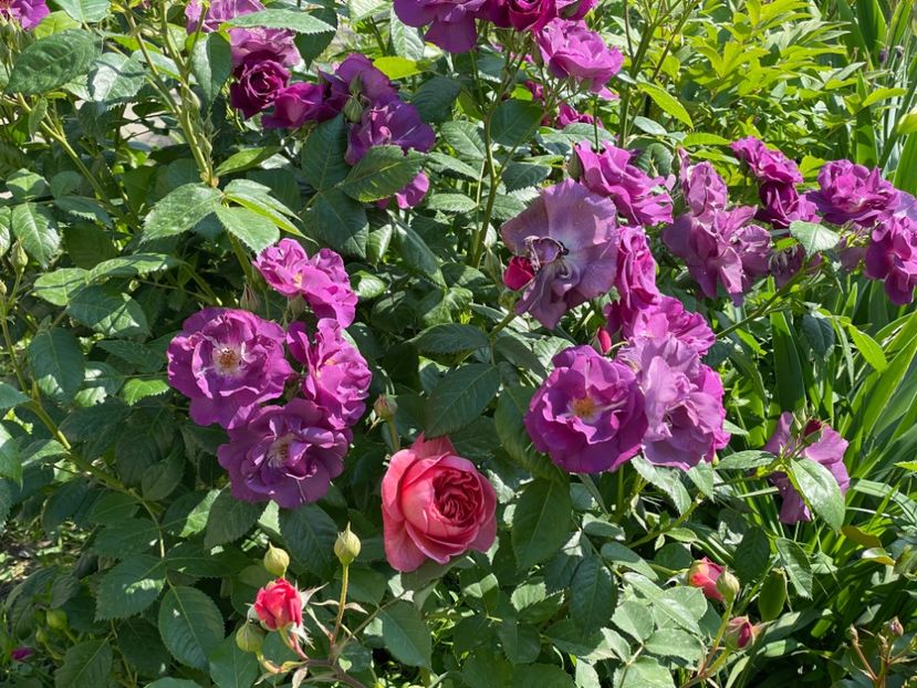  - 001 Trandafiri 2024