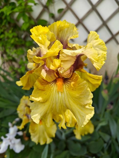 Secret Rites - Irisi