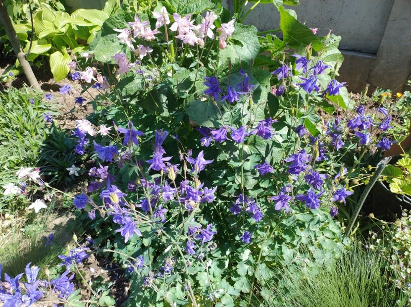  - Flori de gradină-2024