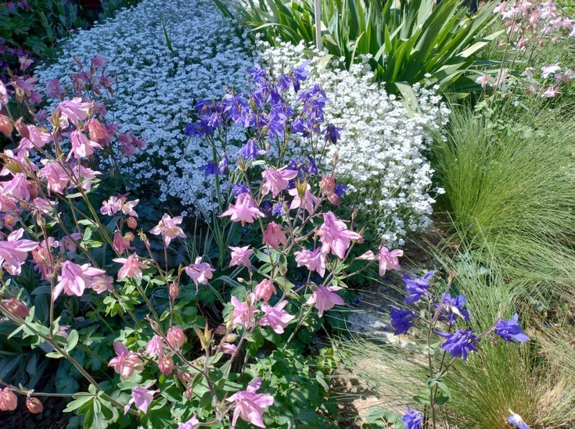  - Flori de gradină-2024