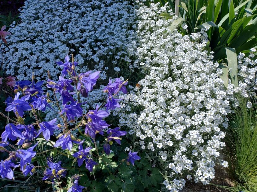  - Flori de gradină-2024