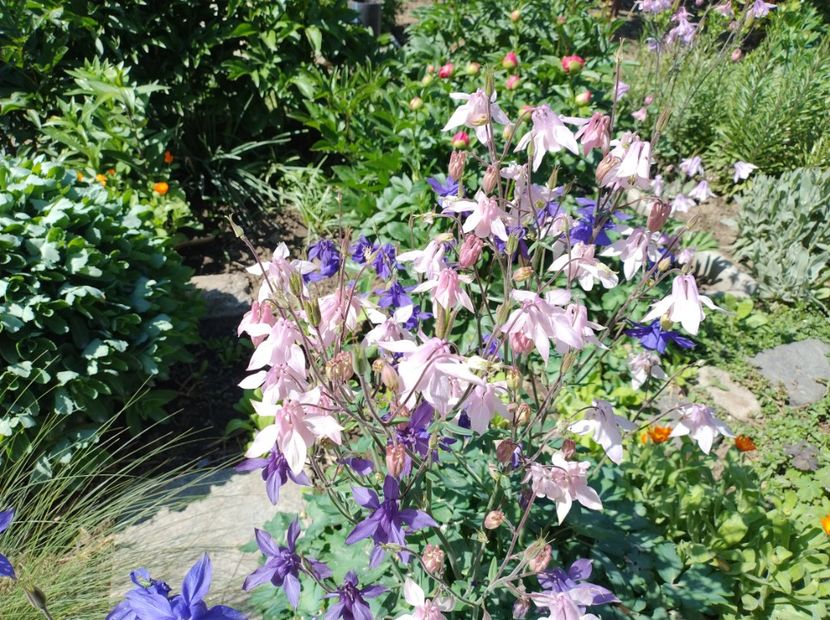  - Flori de gradină-2024