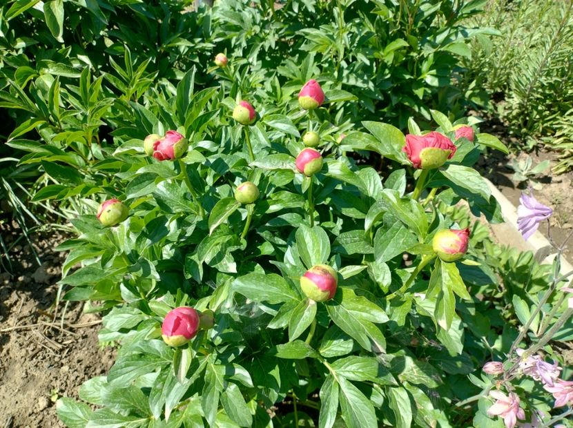  - Flori de gradină-2024