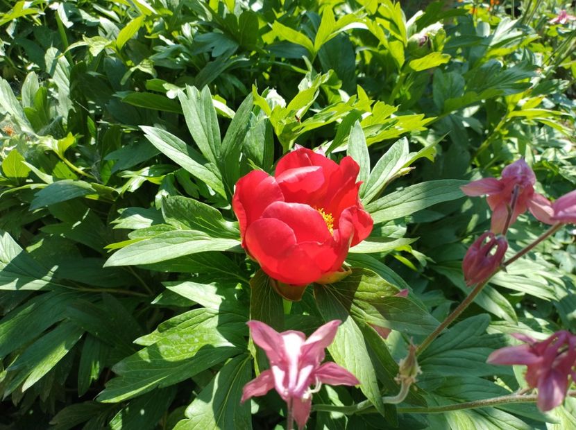  - Flori de gradină-2024