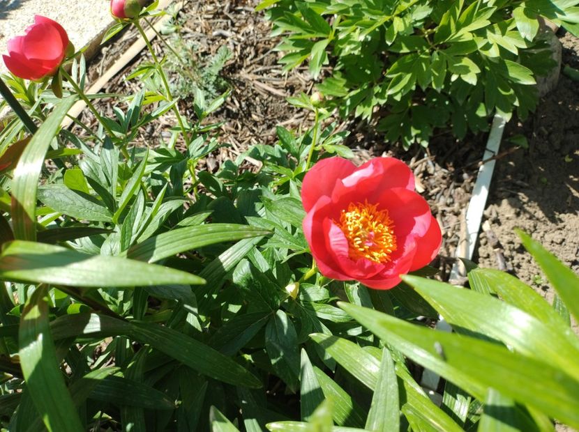  - Flori de gradină-2024