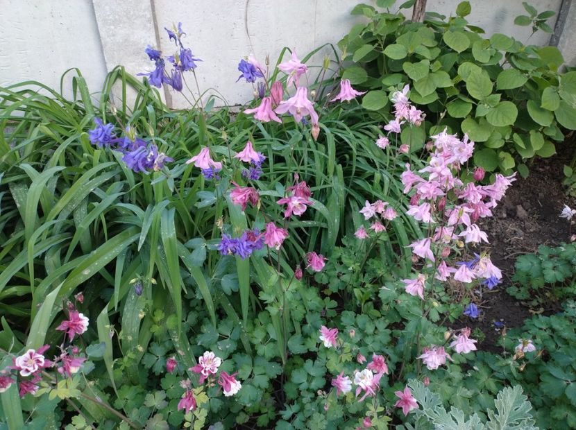  - Flori de gradină-2024