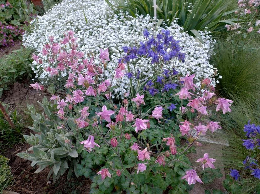  - Flori de gradină-2024