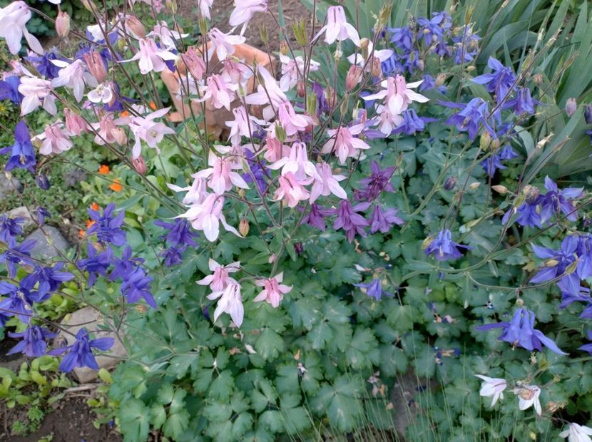  - Flori de gradină-2024