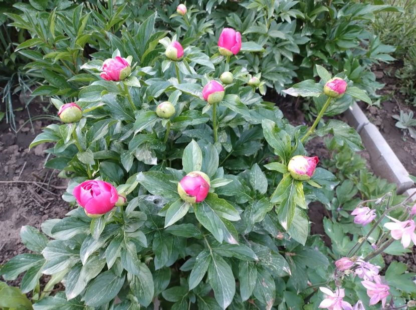  - Flori de gradină-2024