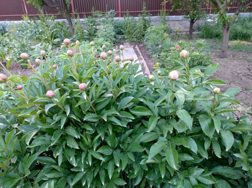  - Flori de gradină-2024