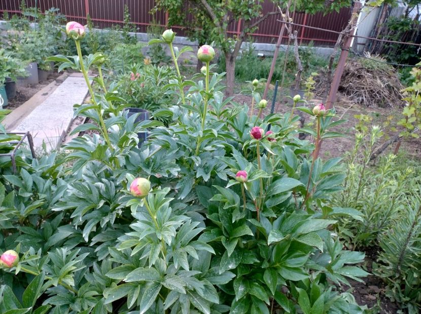  - Flori de gradină-2024