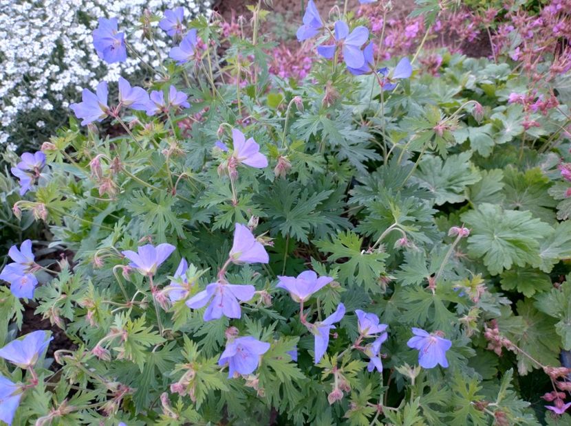  - Flori de gradină-2024