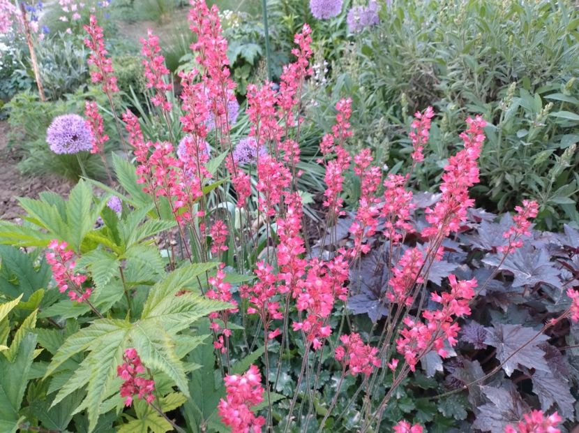  - Flori de gradină-2024