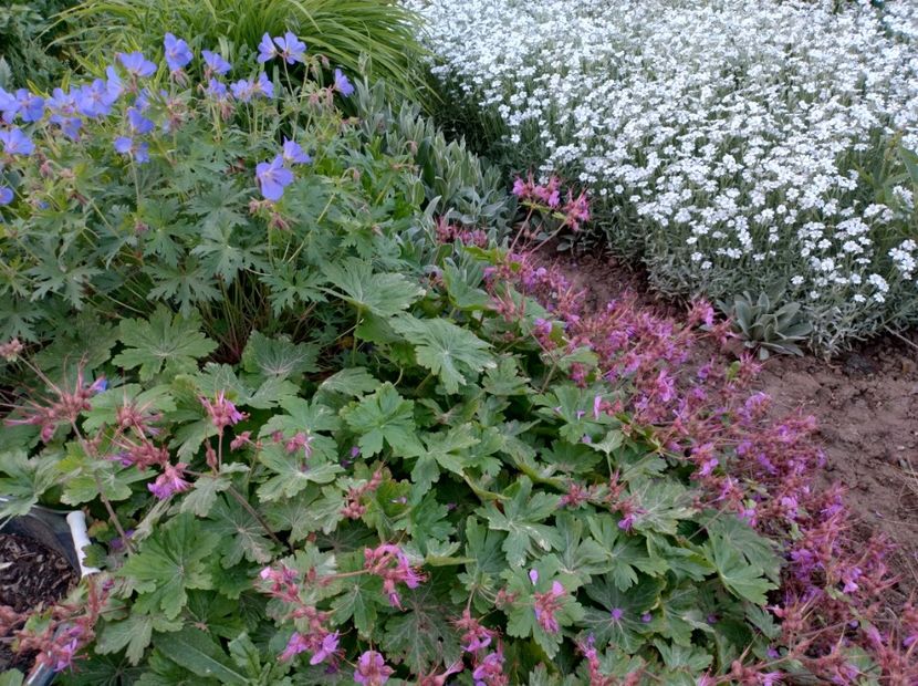  - Flori de gradină-2024