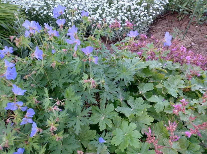  - Flori de gradină-2024