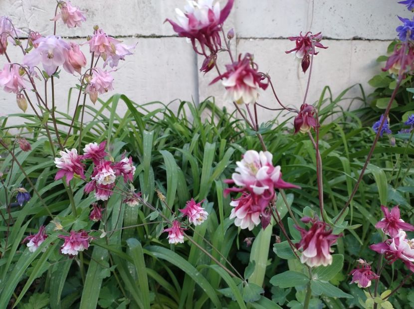  - Flori de gradină-2024