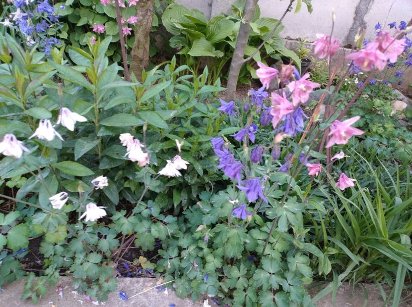  - Flori de gradină-2024