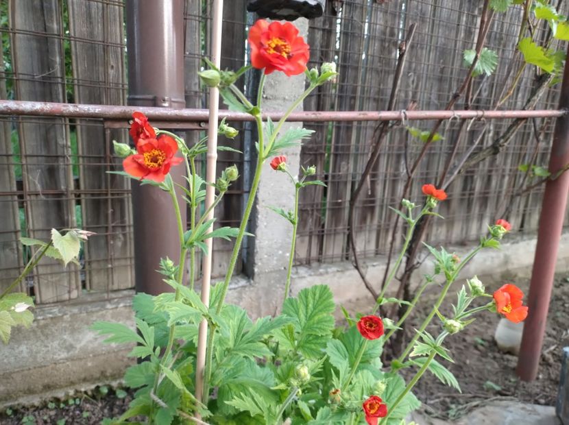  - Flori de gradină-2024