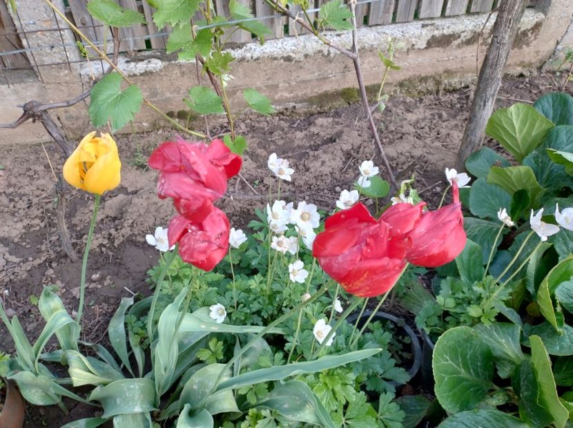  - Flori de gradină-2024