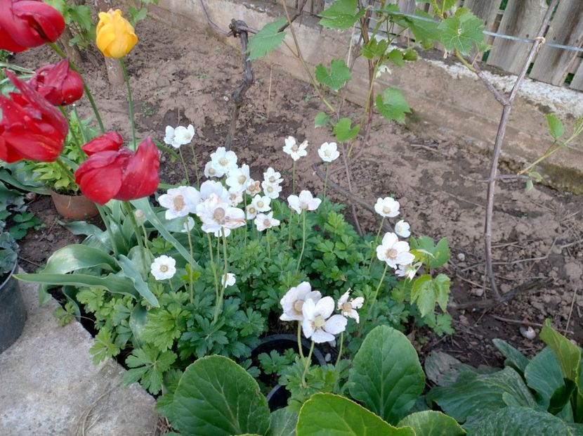  - Flori de gradină-2024