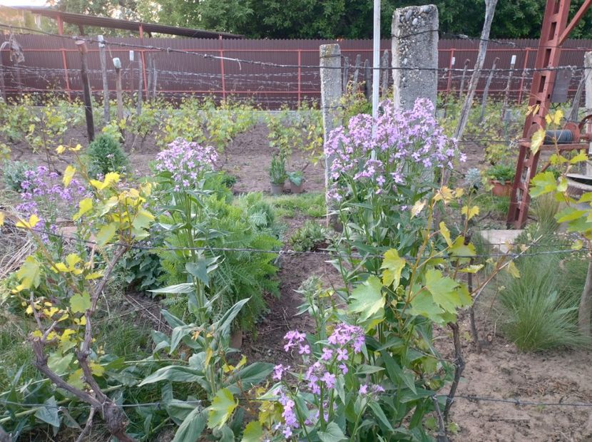  - Flori de gradină-2024