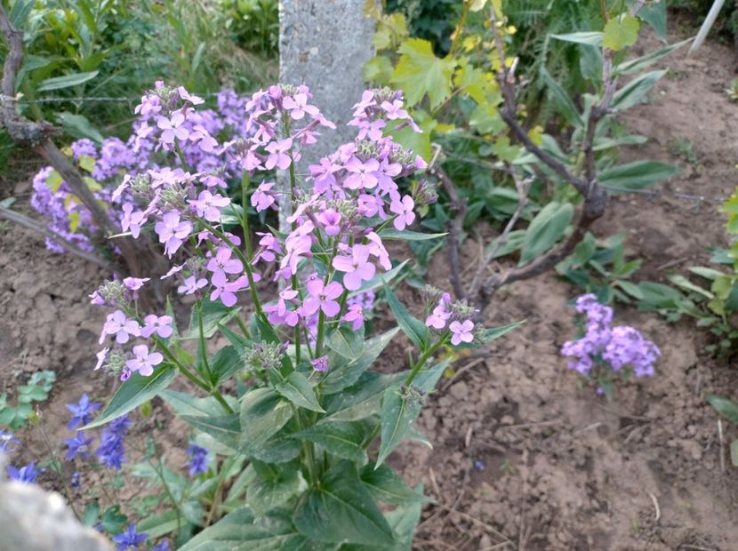  - Flori de gradină-2024