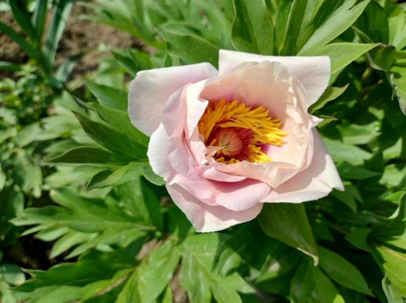 Canary Brilliant - 9-Bujori