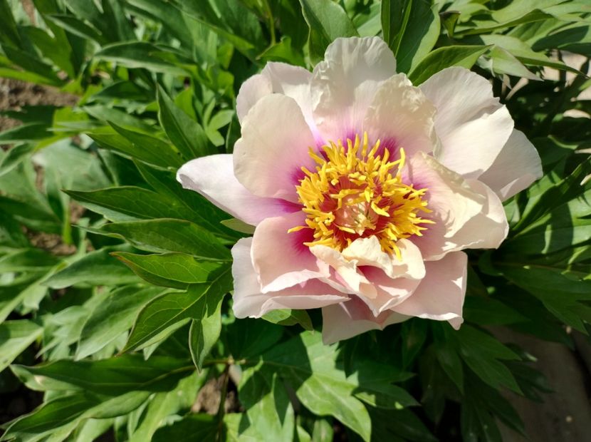 Canary Brilliant - 9-Bujori