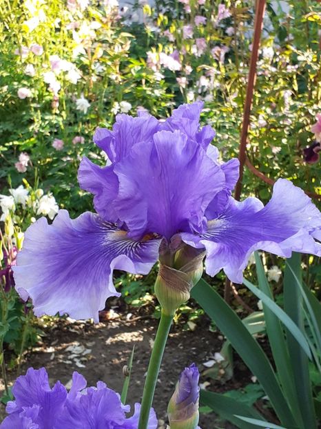 20240506_074631(0) - 0001IRIȘI 2024