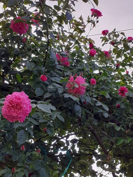  - Heillige Elisabeth 2024 _ 2025