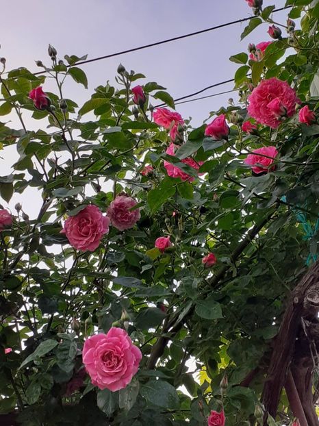  - Heillige Elisabeth 2024 _ 2025