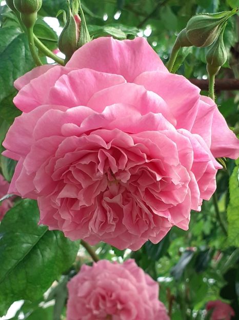  - Heillige Elisabeth 2024 _ 2025