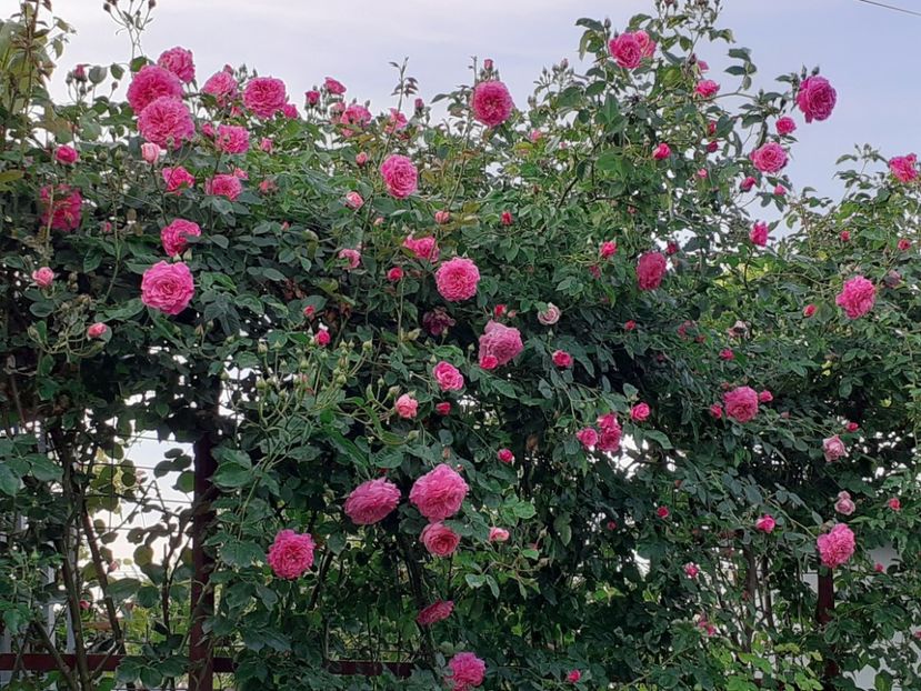  - Heillige Elisabeth 2024 _ 2025